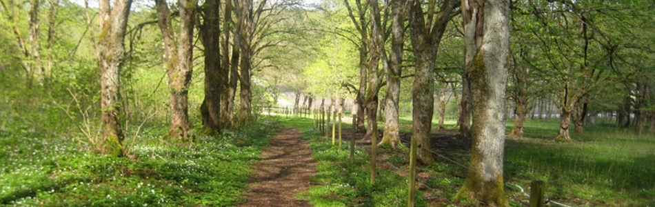 En liten stig leder genom en vårskog med vitsippor